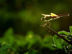 Dragonfly Stock Footage