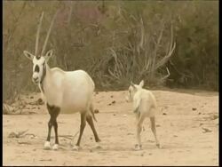 Arabian Oryx, Oryx leucoryx, mother and baby walking on sand, baby follows mother, MS, Negev Desert, Israel Stock Footage