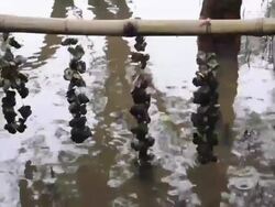 oyster farm Stock Footage