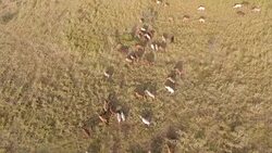 Aerial view from cattle Stock Footage