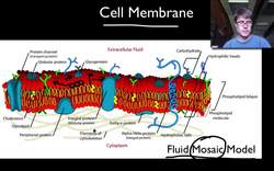Cell Membranes Instructional Video