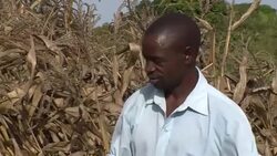 CLEAN : Severe drought hits Malawis maize crop News Clip