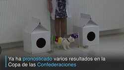 VOICED : El gato Aquiles heredero del pulpo Paul News Clip