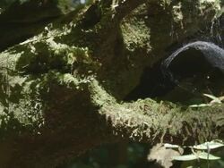 Spider web in mossy tree, slider shot Stock Footage