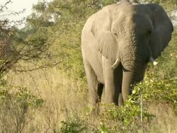 MS PAN Elephants walking in tall vegetation / Okavango Delta, North West District, Botswana Stock Footage