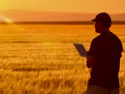 Farmer uses a tablet while looking at his crops. Stock Footage
