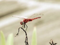 Dragonfly On The Flower Stalk Stock Footage