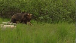 Bears play in a grassy meadow. Stock Footage