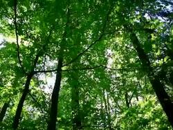 HD Sun shining through tree tops (panning) Stock Footage