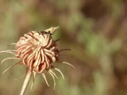 CU Shot of Single cricket perched on petals of pincushion flower / Namaqualand, Northern Cape, South Africa Stock Footage