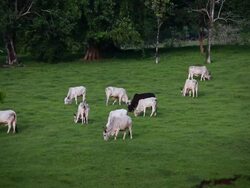 MS white female cows and black male cow feeding in a pasture and one baby cow starts to wander off / Cobano, Puntarenas, Costa Rica Stock Footage
