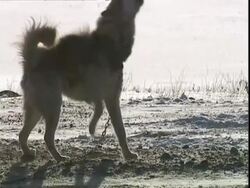Husky dog (Canis lupus familiaris) on chain howling and barking, near Churchill, Manitoba, Canada Stock Footage