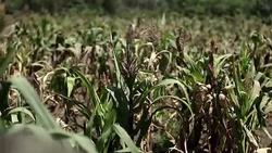 CLEAN : Villagers near Ecuador's Cotopaxi volcano worried by falling ash News Clip