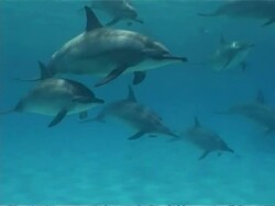 MS large pod of Spinner dolphins, Stenella longirostris, swim by left to right, Egypt Stock Footage