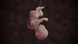 Embryo. Stock Footage
