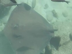 Rays and fish - HD 60i Stock Footage