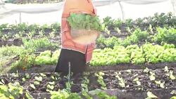 Traditional African Business Woman Organic Vegetables Stock Footage