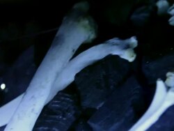 MS PAN Ape skull / Sao Paulo, Brazil Stock Footage