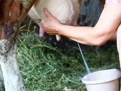 Hand milking of the cow - NTSC Stock Footage
