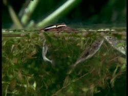 Swamp Spider (Dolomedes) & Fish swimming beneath spider, England Stock Footage