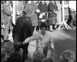 HORSEPOWER WITHOUT HORSES News Clip