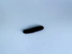 black worm Stock Footage