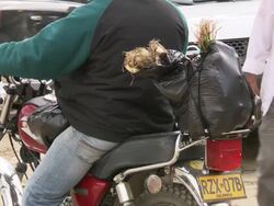 CU of vegetables in black plastic bags attached to back of motorcycle, Villa De Leyva market, Villa De Leyva, BoyacÃƒÂ¡ department, Colombia Stock Footage