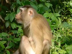 Toque macaque Stock Footage