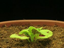Medium Close Up static _ A plant grows in rich soil Stock Footage