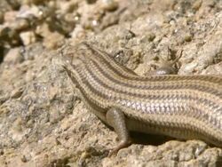 MS ZI Shot of Variable skink lying on rock bathing / Namaqualand, Northern Cape, South Africa Stock Footage