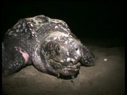Leatherback turtle (Dermochelys coriacea) making its way through sand, CU, Papua New Guinea Stock Footage