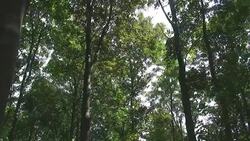 Forest Stock Footage