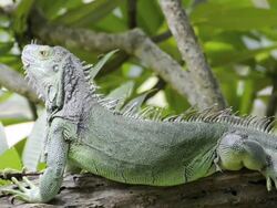 Iguana Stock Footage