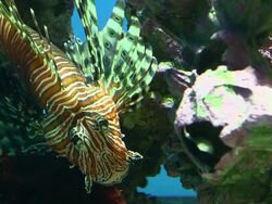 Lionfish swimming in aquarium Stock Footage