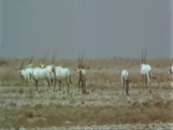 WA Jiddat mirage, Arabian Oryx, Oryx leucoryx, standing in desert in midday heat, Jiddat al Harasis desert, Oman Stock Footage