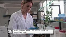 Italian olive trees are withering from this deadly bacteria News Clip