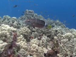 MS TS Fish over coral reef / Hawaii, United States Stock Footage