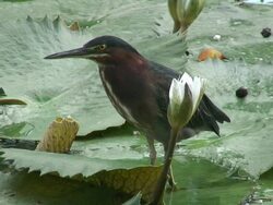Green heron in the swamp 8  60i Stock Footage