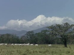 WS Large pod of cow walking on grass field / Guanacaste, Costa Rica Stock Footage