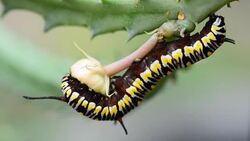 Caterpillar Stock Footage