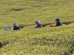 MS Women farmers harvesting in Boseong green tea field / Boseonggun, Jeollanam-do, South Korea Stock Footage