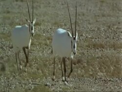 MS Arabian Oryx, Oryx leucoryx, running to camera, high speed, Jiddat al Harasis desert, Oman Stock Footage