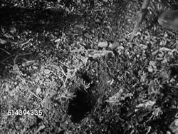 1950: BEAULIEU: DORDOGNE VALLEY:  VS Farmers leading pig, pig sniffing out truffles along ground, farmer picking out truffles from dirt, tasting truffles, putting them in basket. France, country, rural, agriculture, truffle hunting Instructional Video
