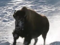 MS TS Bison running in snow / Yellowstone National Park, Wyoming, United States Stock Footage