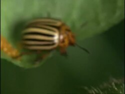 Colorado Beetles (Leptinotarsa decemlineata) larvae and mother giving birth, sequence, UK Stock Footage