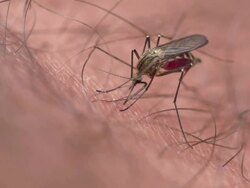 Mosquito Stock Footage