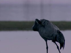 European Cranes (Grus grus) looking around, preening, North East Extremadura in Dehesa. Stock Footage