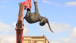 Hundreds of wild elephants relocated to new sanctuary News Clip