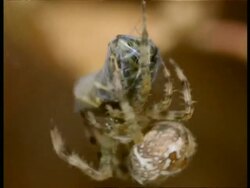 Garden Spider (Araneus) moving on wasp wrapped in silk, England Stock Footage