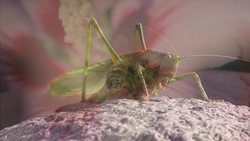 Invertebrate Instructional Video